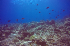 Kri Island diving